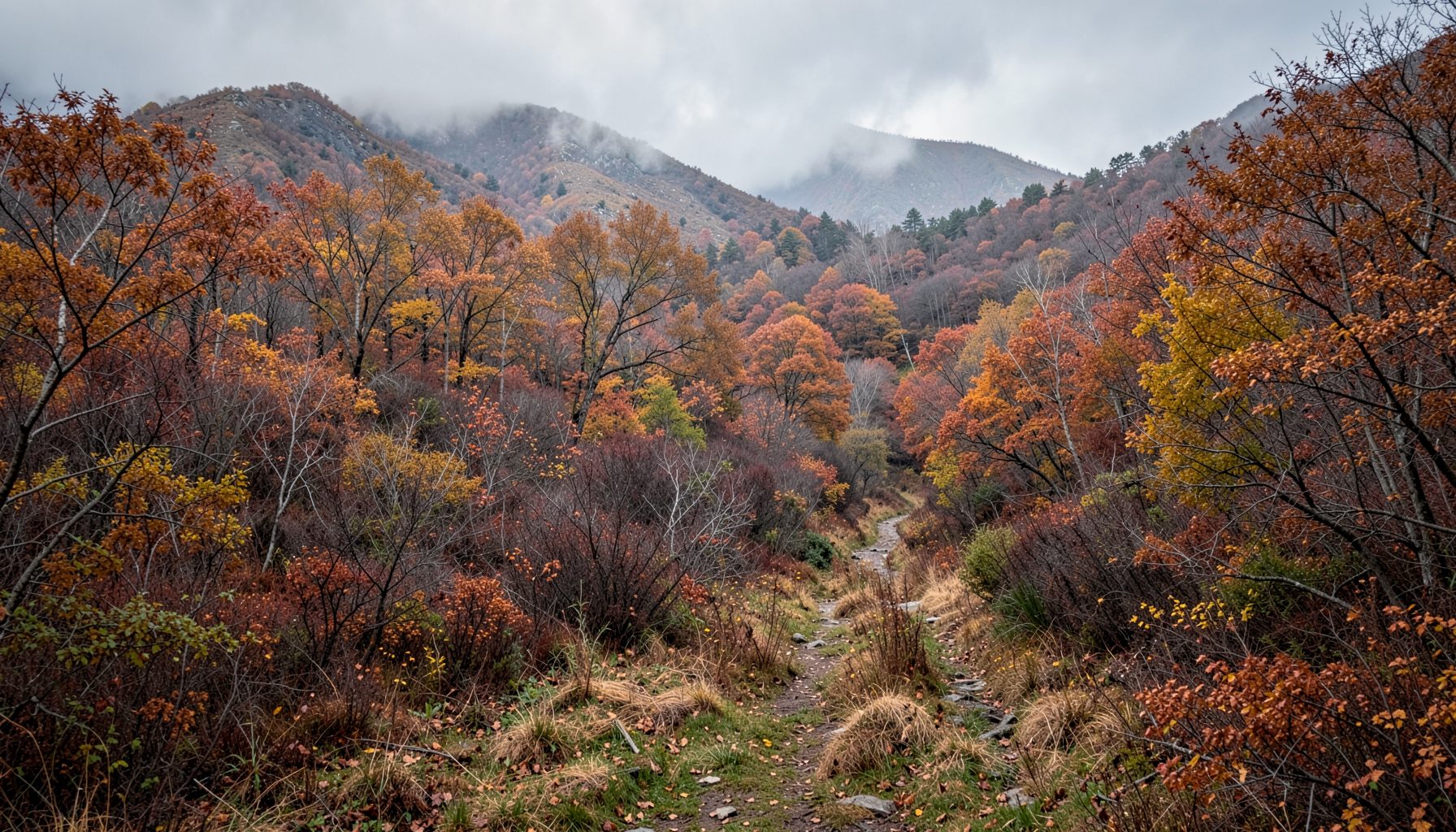 Côte sauvage en fin d'automne, tons bruns et gris, ambiance de fin de saison