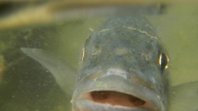 Gros plan d'un poisson sous l'eau, bouche ouverte, tons verdâtres et ambiance aquatique tamisée